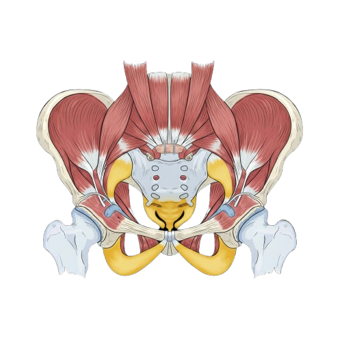Diagram van de bekkenbodemspieren